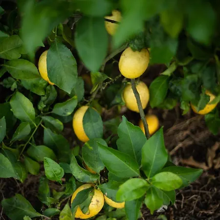 Dom wakacyjny Quinta Do Serrado Carvalhais (Viseu)