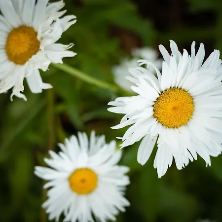 Quinta Do Serrado * Carvalhais (Viseu)