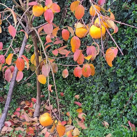 Quinta Do Serrado Dom wakacyjny Carvalhais (Viseu)