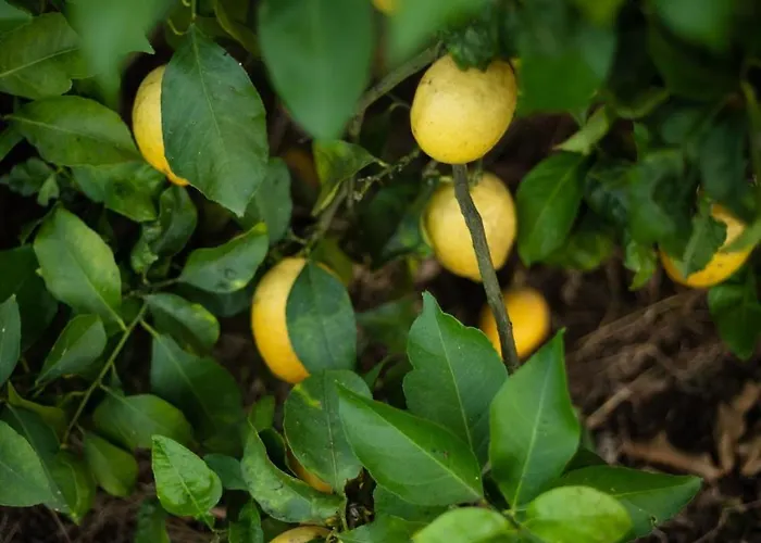 Holiday home Quinta Do Serrado Carvalhais (Viseu)