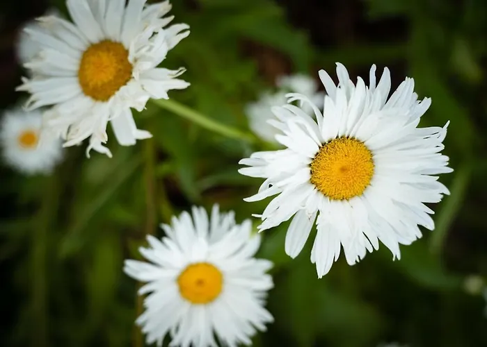 Quinta Do Serrado * Carvalhais (Viseu)